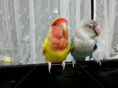 迷い鳥の写真