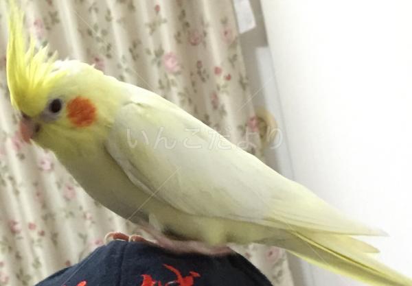 迷い鳥の写真