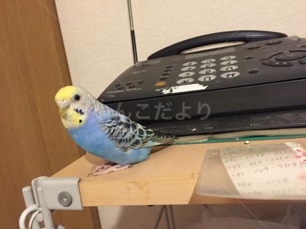 迷い鳥の写真