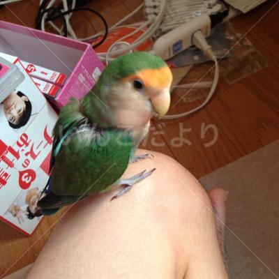 迷い鳥の写真