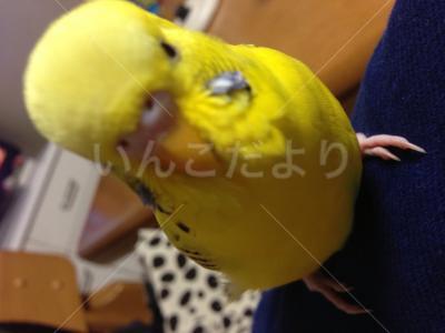 迷い鳥の写真