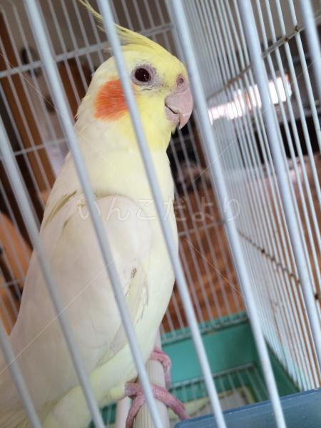保護鳥の写真