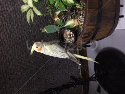迷い鳥の写真