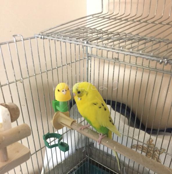 迷い鳥の写真