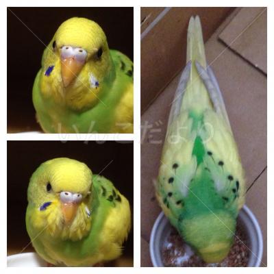 保護鳥の写真