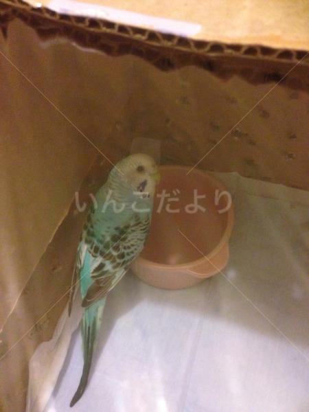 保護鳥の写真