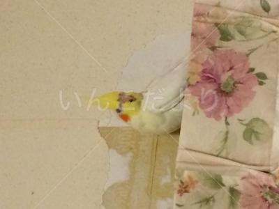 迷い鳥の写真