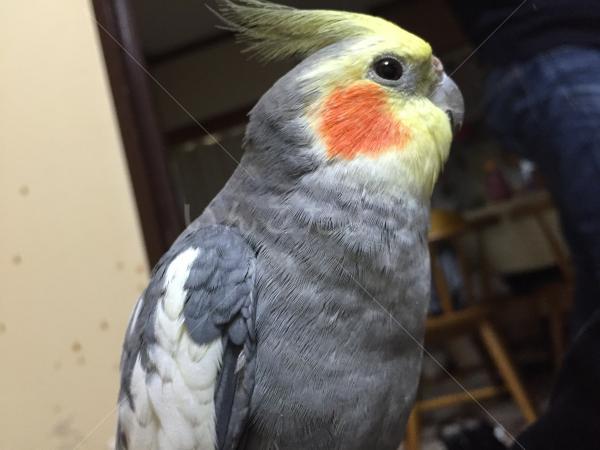 迷い鳥の写真