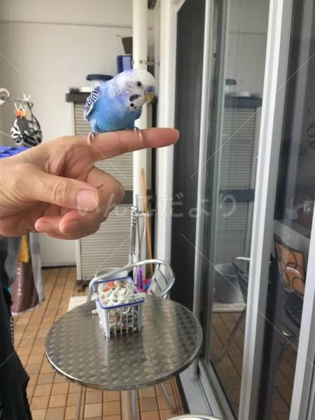 保護鳥の写真