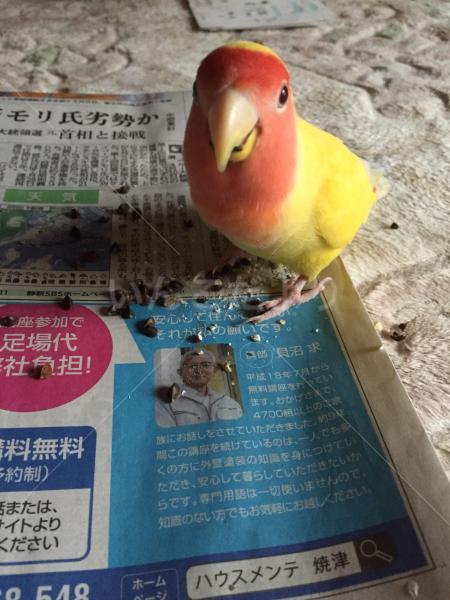 迷い鳥の写真