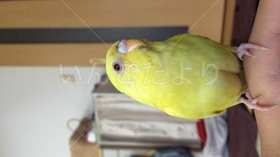 迷い鳥の写真