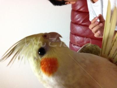 迷い鳥の写真