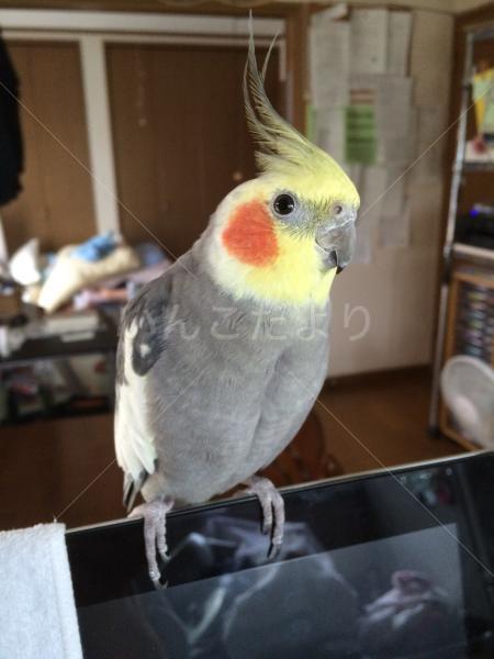 迷い鳥の写真