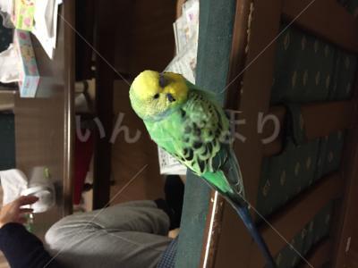 保護鳥の写真