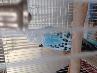 保護鳥の写真