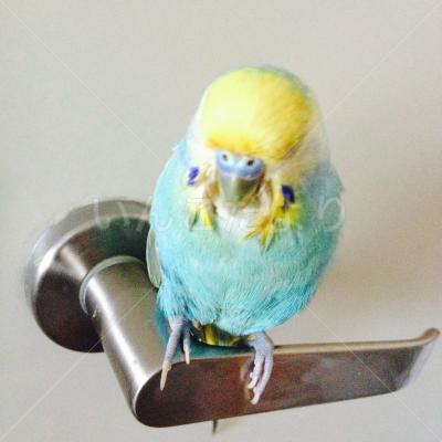 迷い鳥の写真