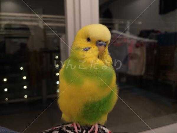迷い鳥の写真
