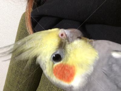 迷い鳥の写真