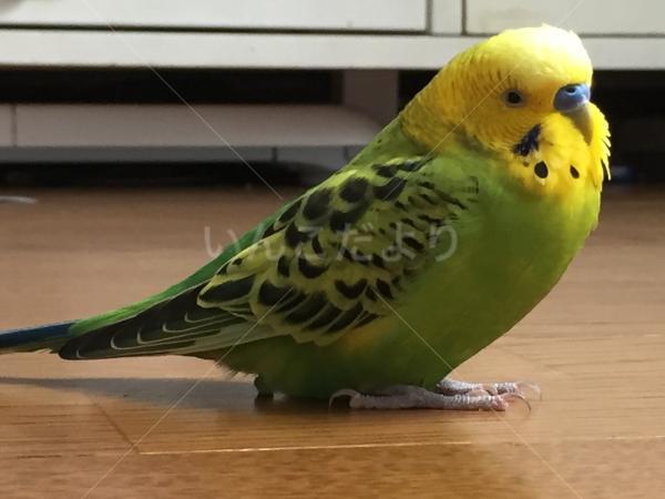 迷い鳥の写真