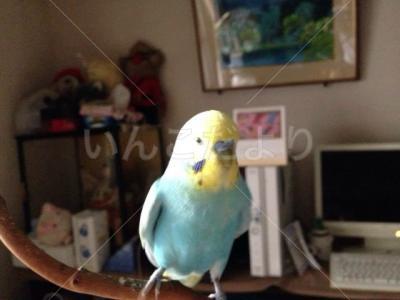 迷い鳥の写真