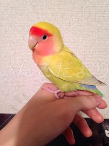 迷い鳥の写真