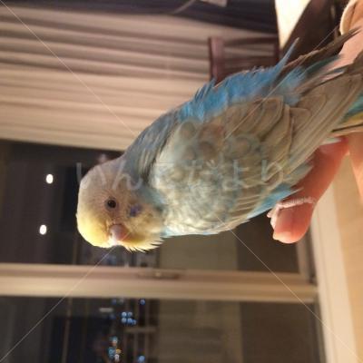 保護鳥の写真