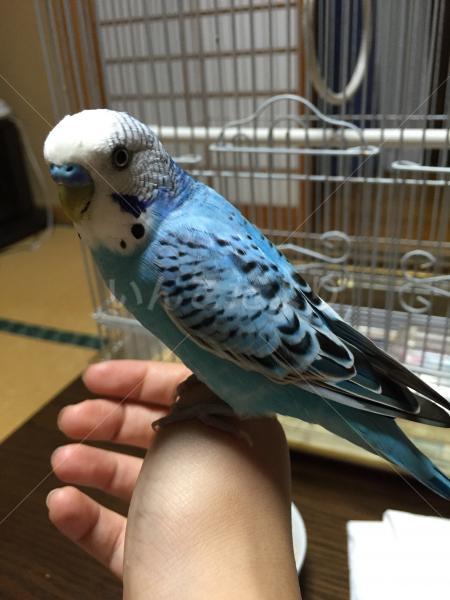 保護鳥の写真
