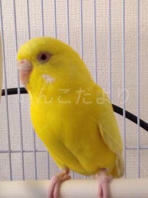 保護鳥の写真