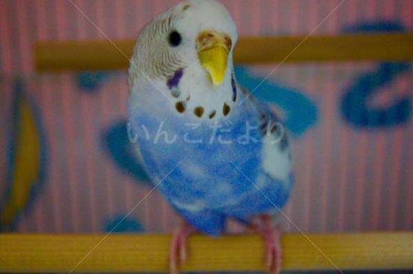 迷い鳥の写真