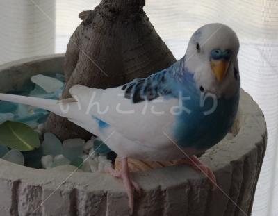 迷い鳥の写真