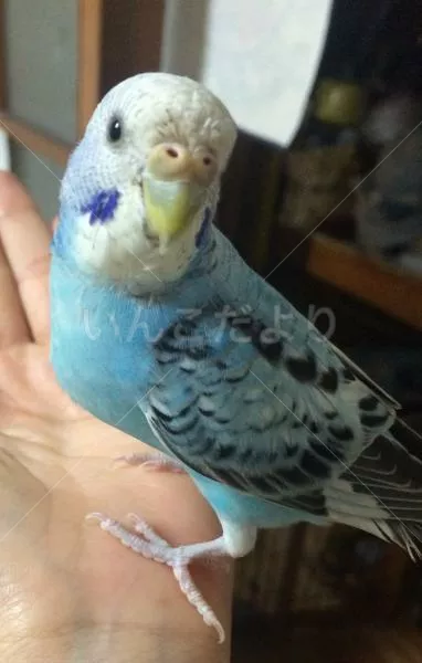 保護鳥の写真