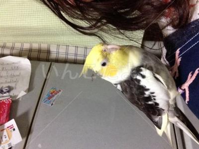 迷い鳥の写真