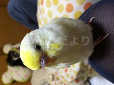 迷い鳥の写真