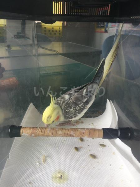 保護鳥の写真