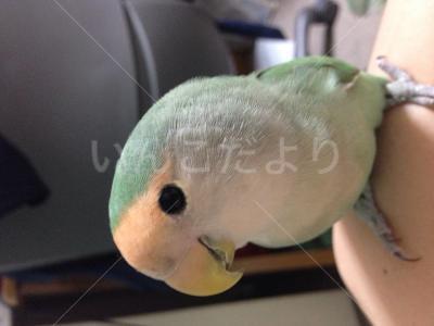 迷い鳥の写真