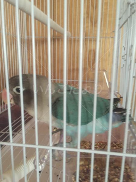 保護鳥の写真