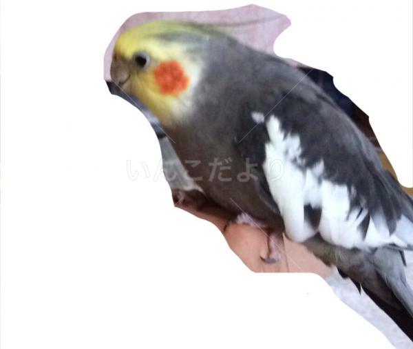 迷い鳥の写真