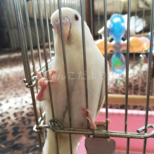 迷い鳥の写真
