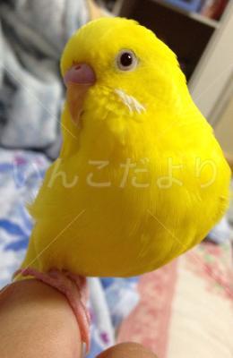 迷い鳥の写真