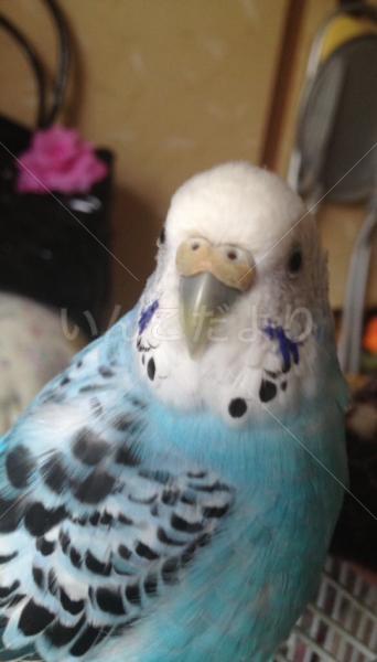 迷い鳥の写真
