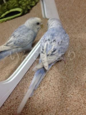 迷い鳥の写真