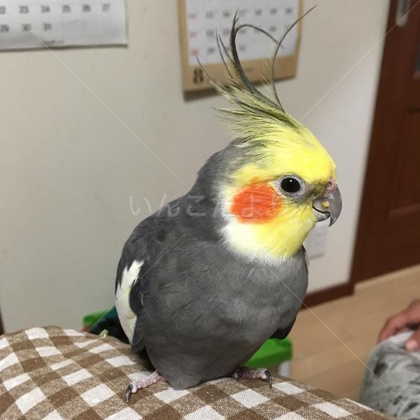 迷い鳥の写真