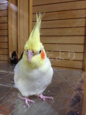 迷い鳥の写真