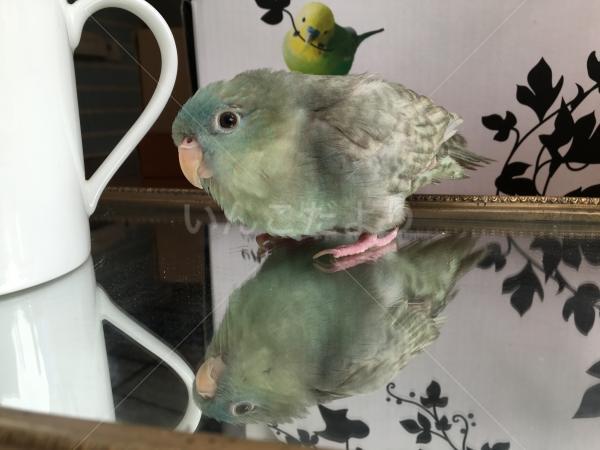 迷い鳥の写真