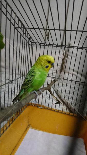 保護鳥の写真