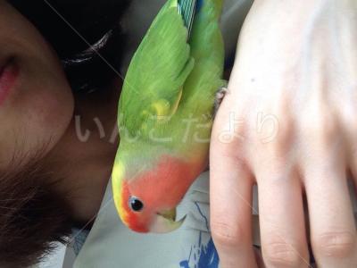 迷い鳥の写真