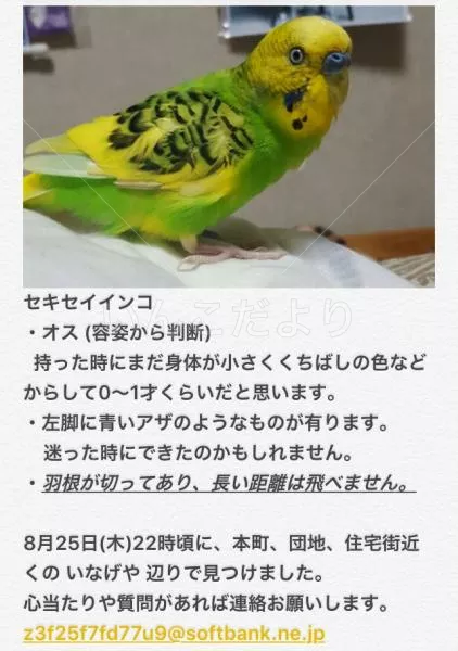 保護鳥の写真