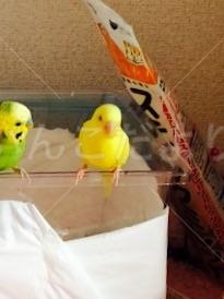 迷い鳥の写真