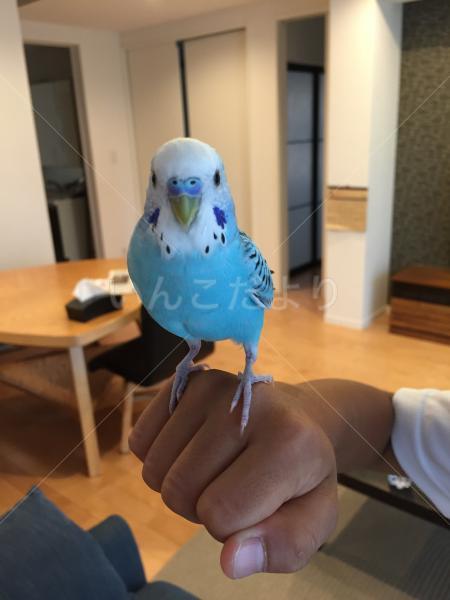 保護鳥の写真