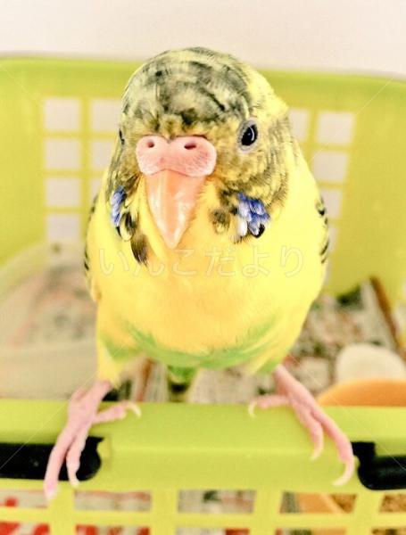 迷い鳥の写真